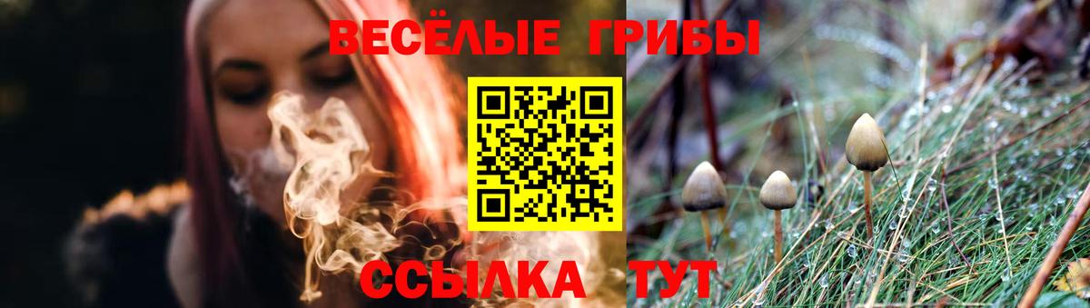 Галлюциногенные грибы Psilocybine cubensis Шелехов